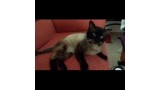 Siamés. Roni.  Gato en adopcion que busca casa.