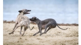 Dos galgos a la carrera