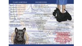 Scottish Terrier. 