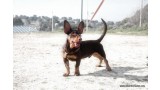 Teckel. Canelita.  Perro en adopcion que busca casa.