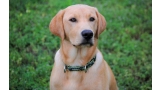 Labrador Retriever color trigo