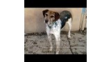 KARA.  Perro en adopcion que busca casa.