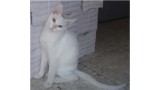 Boira.  Gato en adopcion que busca casa.