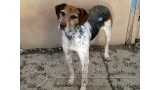 KARA.  Perro en adopcion que busca casa.