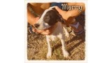 Merry.  Perro en adopcion que busca casa.