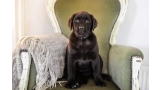 Cachorro de Labrador Retriever color negro sentado