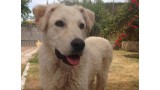 Prue.  Perro en adopcion que busca casa.