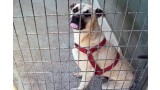 Peyo.  Perro en adopcion que busca casa.