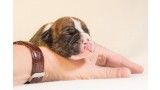 Cuidados indispensables de un cachorro recién nacido.