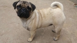 Carlino o Pug