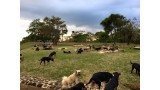 Un rancho de Rica Costa se convierte en el paraíso de los perros.
