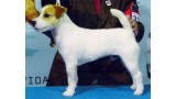 Jack Russell Terrier. CH. Thorgall of Mayo Land