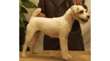 Parson Russell Terrier. Suzan