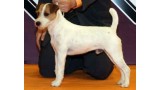 Parson Russell Terrier. Muhlross Melrosian: `Mel´