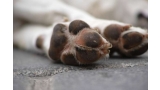 patas de perro