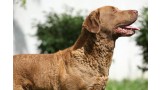 Chesapeake Bay Retriever. 