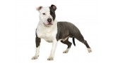 American Staffordshire Terrier. 