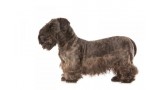 Cesky Terrier. 