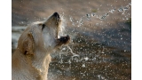 Labrador Retriever color trigo jugando con el agua