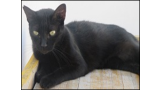 Gato mestizo. Lola.
