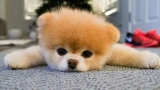 Boo  el perro más lindo del mundo (Foto  Instagram)
