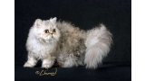 Selkirk Rex. Propietarios  Lucy Robinson (Mercer Island  WA)  Mary Jones Selkirk Rex. Propietarios  Lucy Robinson (Mercer Island  WA)  Mary Jones