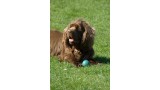 Sussex Spaniel. Lil Shepherd