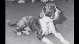 Dogo Canario. Zorba  Zorba, 1983 Este macho ha sido legendario en la cría de Gran Canaria