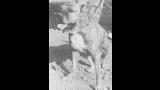 Dogo Canario. Pepolín  Pepolín, 1951 Típico y rústico ejemplar de orejas recortadas. Destaca la excelente construcción de la cabeza
