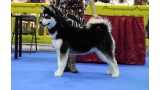 Alaskan Malamute. CH JCH KUMATA