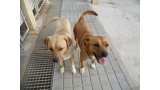Baco (423) Y Manso (510). Perro en adopcion que busca casa.
