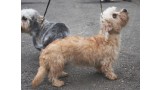 Dandie Dinmont Terrier. Pleple2000