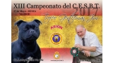 Staffordshire Bull Terrier. Belleza. XIII CAMPEONATO DEL C.E.S.B.T   Trofeo Gentleman Jim (Madrid   España)