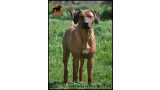 Rhodesian Ridgeback. Dandy-Averey-Arivi-Paisumi
