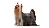 Yorkshire Terrier. 