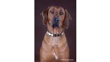 Rhodesian Ridgeback. Odile