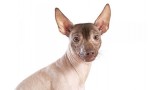 Xoloitzcuintle. 