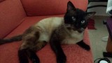 Siamés. Roni.  Gato en adopcion que busca casa.