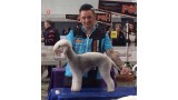 Bedlington Terrier. Miki Llunch Campeón de España 2016 de Peluquería Canina