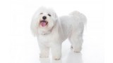 Coton de Tulear. 