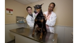 Doberman en el veterinario