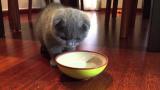 Investigadores revelan por qué los gatos mueven el recipiente de agua antes de beberla.