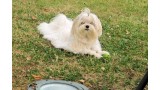 Bichón Maltés. DIAMOND GEMENI TURBULENCE (ROCKY)_1