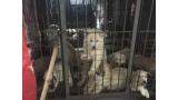La Humane Society rescata a 34 animales que iba a ser sacrificados para cubrir la demanda de carne del festival de Yulin.