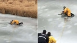 Bomberos al momento de rescatar al perro que cayó en el arroyo congelado