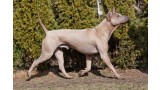 Thai Ridgeback Dog. 