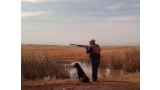 Labrador Retriever durante la caza