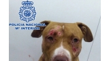 Perro víctima de las peleas de perros ilegales rescatado. Foto  Policía Nacional