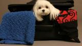 !Vacaciones! Guía para viajar con tu mascota