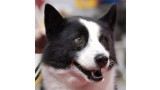 Perro de Osos de Carelia. Lilly M